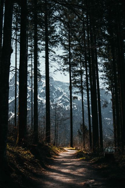Discover a serene cobblestone path amidst lush green forest leading to majestic mountains under a vibrant sky in...