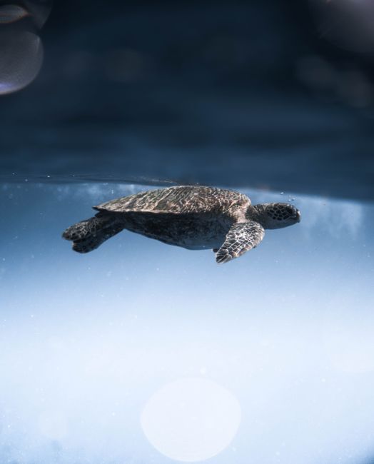 Side view of cute Lepidochelys olivacea turtle swimming underwater of blue sea on sunny day, Huizhou, Guangdong