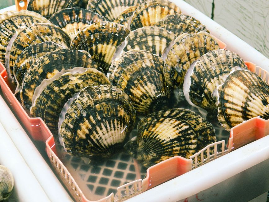 Close-up of fresh scallops in a market tray, highlighting seafood textures. — Huizhou, Guangdong, China