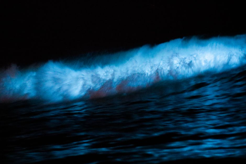 Magical bioluminescent blue glow on beach at night --?rare natural phenomenon