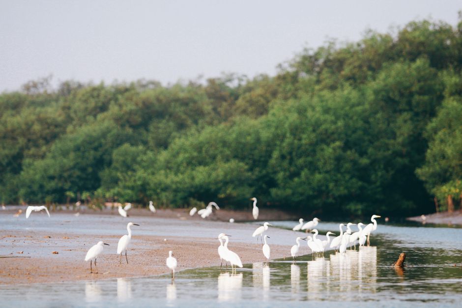 Beautiful wetland and mangrove ecosystem on Yanzhou Island, Huizhou, Guangdong
